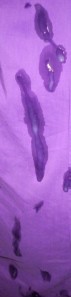 sperme violet