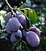 prune.jpg
