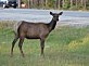 wapiti.jpg